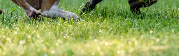 Satisfied pet owner enjoying clean yard