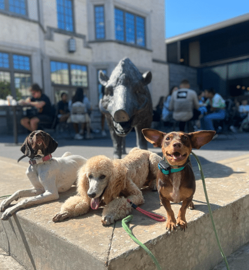 Dogs playing at a city park in Northwest Arkansas
