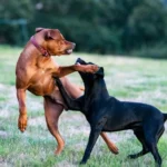 Dog enjoying outdoor playtime in a clean yard