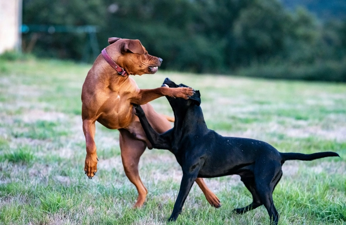 Dog enjoying outdoor playtime in a clean yard